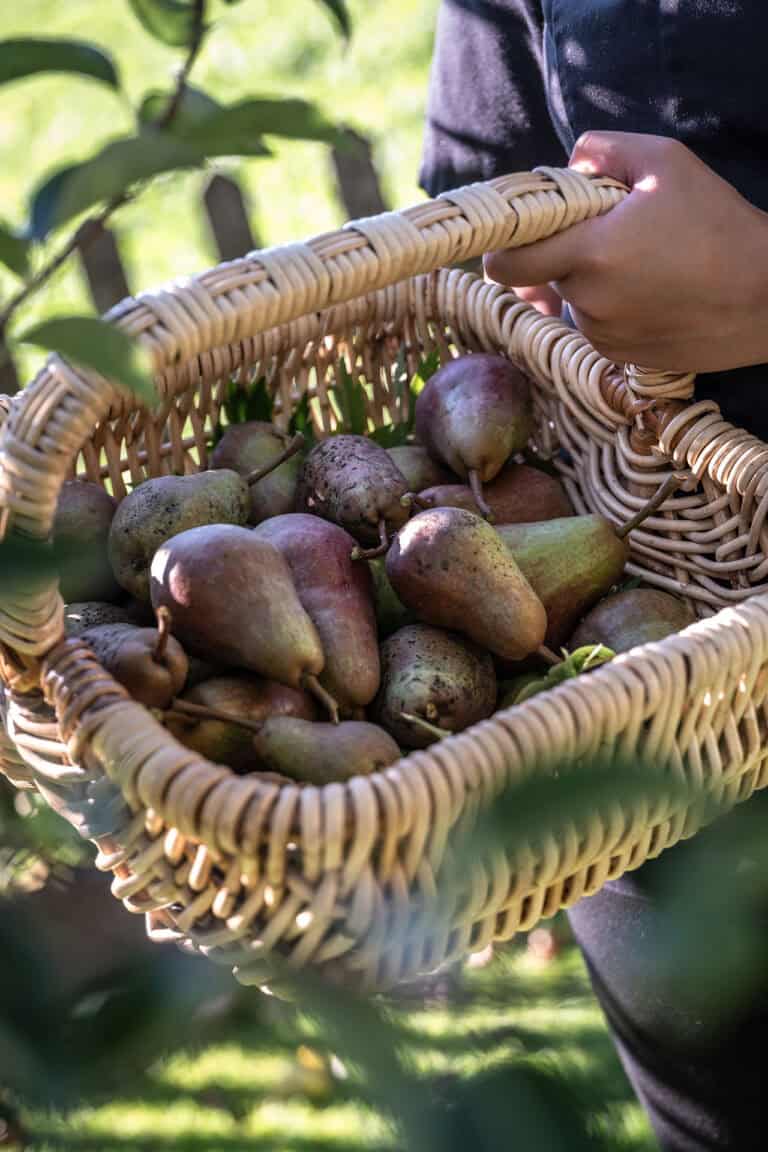 Früchtekorb mit saftigen Birnen, geerntet im Garten, für frische, gesunde Ernährung.