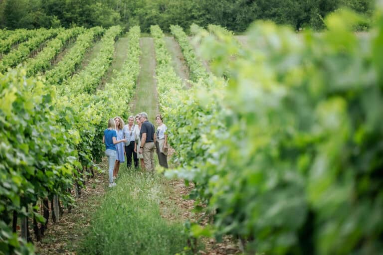 Alte und junge Menschen in einem Weingarten / Weinberg, im Gespräch, im Grünen, Natur, Landwirtschaft, nachhaltige Weinproduktion.